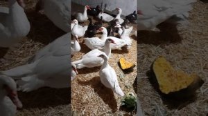 Тяжелая немецкая линия. Мускусная утка.