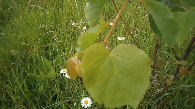 Еще одно лето... смотреть онлайн