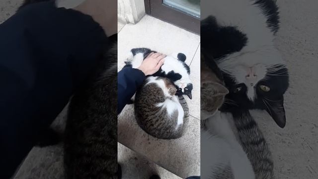 Самое милое видео про кошек ,досмотри до конца смотреть онлайн