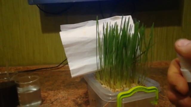 Гумат Калия - обман века? Завершение эксперемента.//Humate potassium completion of the experiment смотреть онлайн