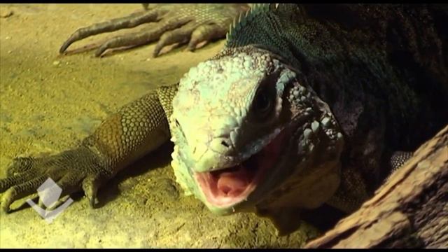 Зевающие животные смотреть онлайн