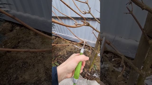 Обрезка метельчатой гортензии/формирование штамба/