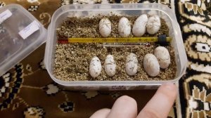 ?Инкубирование яиц эублефара.Часть 1