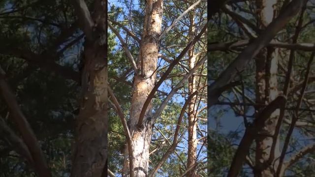 Птичка зяблик красиво поёт смотреть онлайн