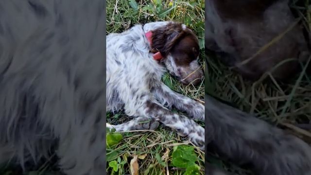 SETER AV KOPEĞİM EKİNOMİYİ DUYUNCA UYANIYOR (SONUÇTA MAMA PARASI)?????? смотреть онлайн