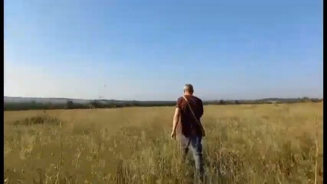 Курцхаар Бинго. Поиск, управление свистком, работа по фазану и перепелу. смотреть онлайн