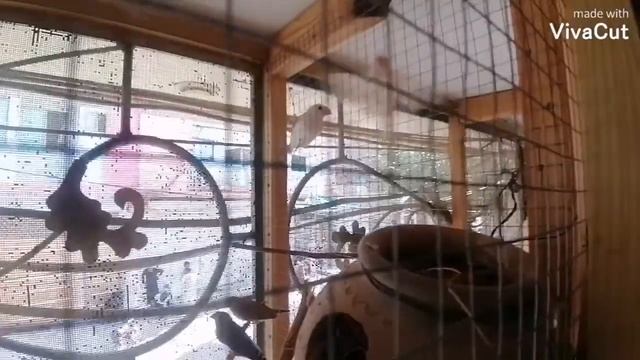 The best cage idea ever. (All my birds reviews dove, finch, java, cocktails) смотреть онлайн