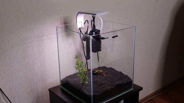 Запускаю 30л Аквариум с живыми растениями с нуля смотреть онлайн