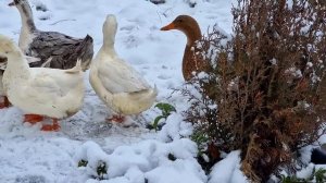Жизнь Высоко в Заснеженных Горах Готовим Пити. Азербайджанское Национальное Блюдо.