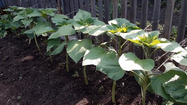 Обзор сада и огорода в середине июня смотреть онлайн