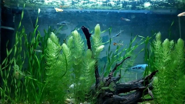 16.04.23 Таймлапс аквариума на 60 литров. смотреть онлайн