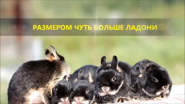 Декоративные кролики миноры - самые маленькие кролики в мире! смотреть онлайн