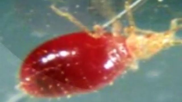 Укусы клопов Martin-York.ru смотреть онлайн