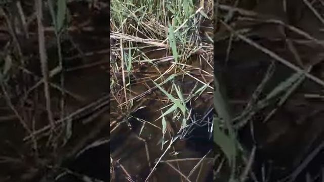Вот такая рыбалка в Кизляре смотреть онлайн