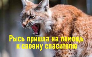 Мальчик не бросил рысь умирать. Интересные истории из жизни животных. Аудио рассказы.