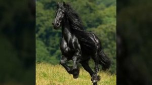 Очень красивые кони