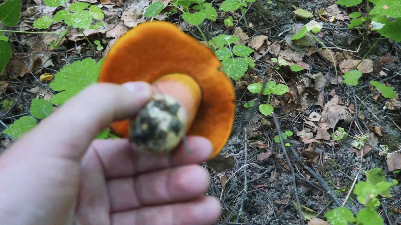 Грибы дубовики крапчатые (поддубники). Сбор грибов летом 2019 в Тульской области. Редкий гриб баран