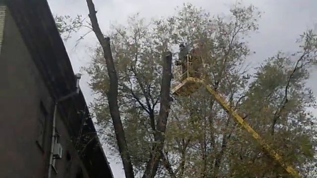 В Запорожье пилят деревья(09112011) mp4 смотреть онлайн