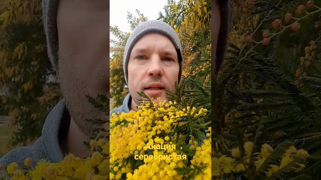 Мимоза - это не мимоза. смотреть онлайн