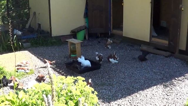 Статные голуби снова на прогулке - обзор. Рождение птенца. смотреть онлайн