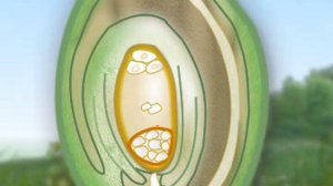 ДВОЙНОЕ ОПЛОДОТВОРЕНИЕ У ЦВЕТКОВЫХ РАСТЕНИЙ