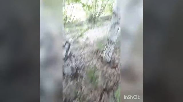 Сбор грибов в Астане июнь 2019 года смотреть онлайн