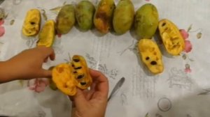 Азимина трилоба северный банан пробуем на вкус,выращен в Краснодаре   /Asimina Triloba