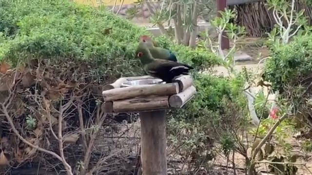 турако в Дубай зоопарк 11 января 2023 смотреть онлайн