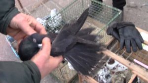 Ярмарка голубе в Мичуринске 05 12 2020 года