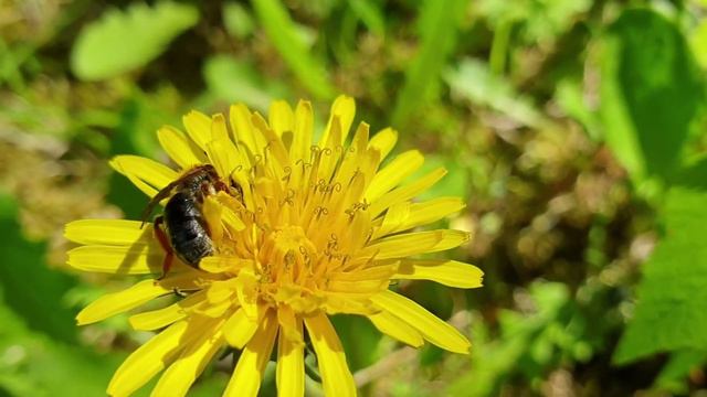 Пчела собирает нектар смотреть онлайн