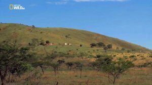 Дикая природа Южной Африки  Земля гигантов 1080р