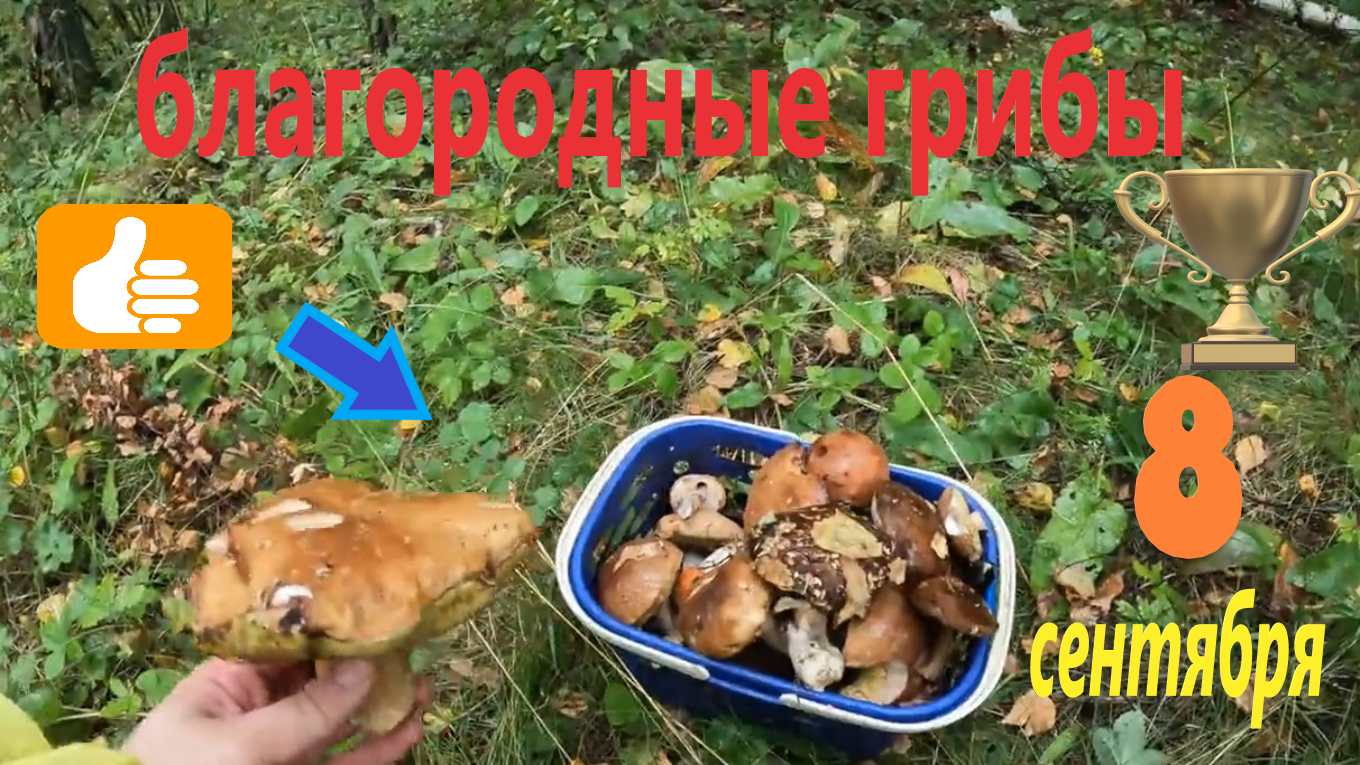 ПОДОСИНОВИКИ, БЕЛЫЕ, МОХОВИКИ наконец-то появились в лесах Подмосковья в начале сентября!!! смотреть онлайн