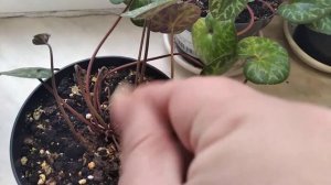 Бабушкин цикламен европейский после пересадки.