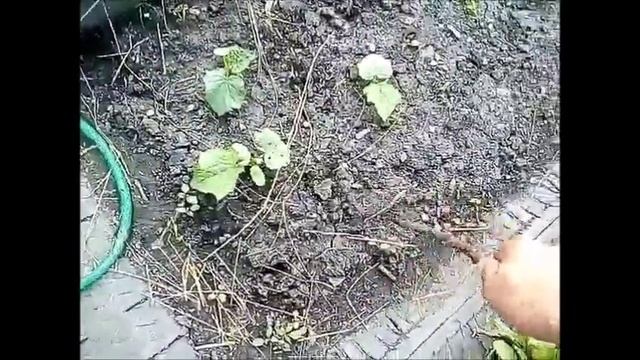 Мульчирование или сено на грядках смотреть онлайн