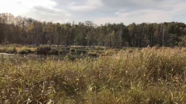 Заповедный лес смотреть онлайн