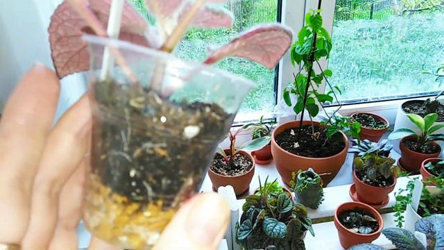 Цветочный влог! Цветение в конце мая