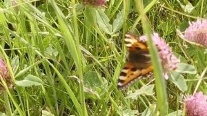 красный клевер