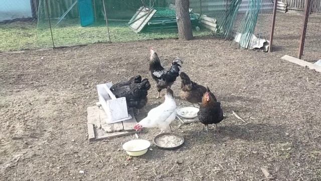 #547ЦЕНЫ ОПЯТЬ ВЫРОСЛИ/ПОЛУЧИЛОСЬ С ПЕРВОГО РАЗА/ЛЕНИВЫЕ ГОЛУБЦЫ