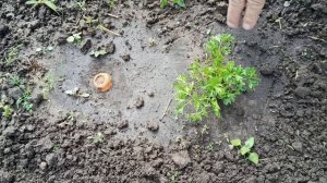 Как получить семена моркови