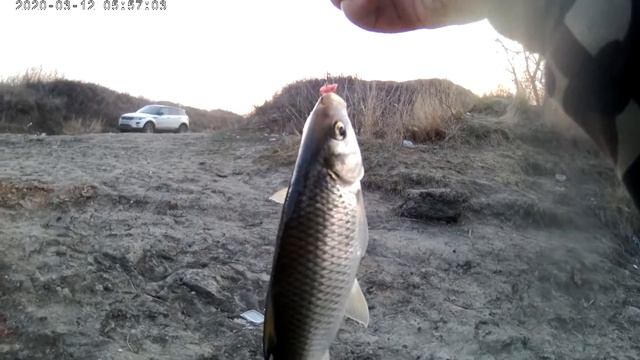 ? Ловля Азовской тарани на поплавок с берега.? смотреть онлайн