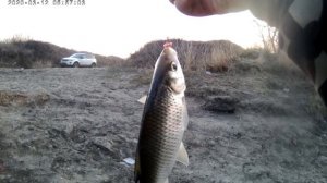 ? Ловля Азовской тарани на поплавок с берега.?
