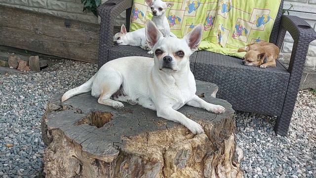 как красиво поют птицы,наша Кока красавица, питомник чихуахуа Кастропуло Крым