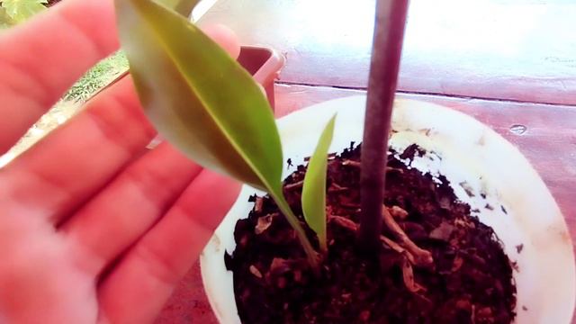 (Aspidistra) Plantas sem identificação. смотреть онлайн