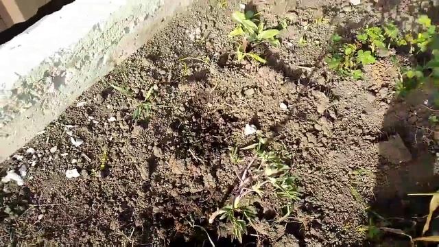 Клумба роз и не только смотреть онлайн