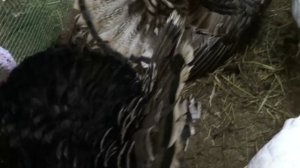 Индюки обзор породы