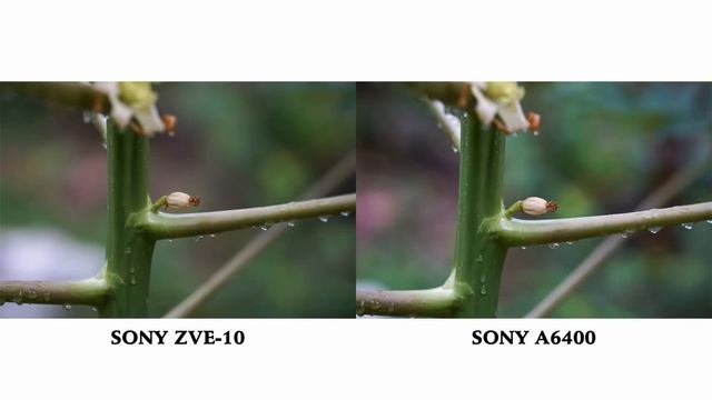 Sony ZV-E10 vs Sony A6400 | Photo Comparison Side by Side | Sony ZV-E10 Photography | 4K смотреть онлайн