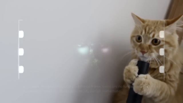Кот немного заглючил! смотреть онлайн