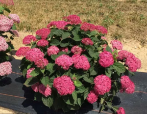 Гортензия древовидная Руби Аннабель. Формирование куста.