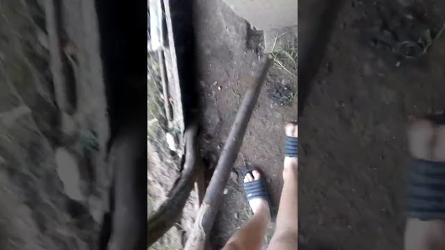 Курицы смотреть онлайн