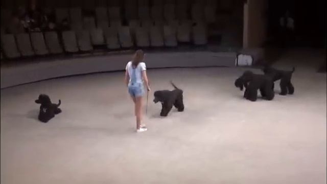 Dogs - Latifa Turdieva